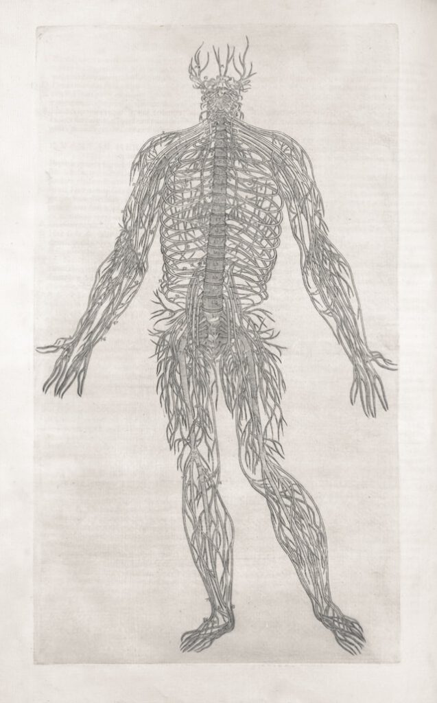 nervous system